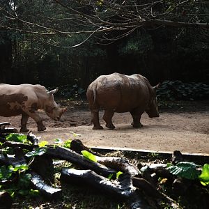 White rhinoceros