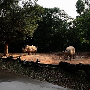 White rhinoceros