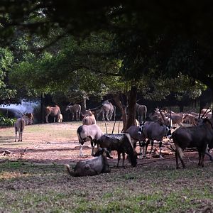 South Africa drive-in area