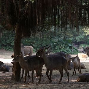 South Africa drive-in area