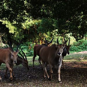 South Africa drive-in area