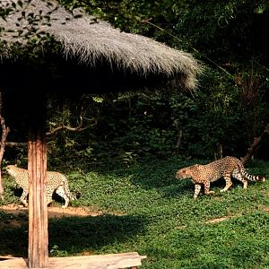 Cheetah exhibit