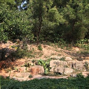 African lion exhibit