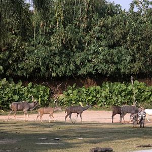Eastern Africa drive-in area