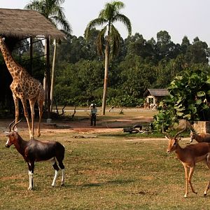 Eastern Africa drive-in area