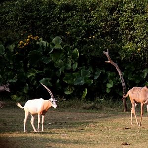 Greater kudu and scimitar-horned oryx