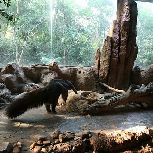 Giant ant-eater indoor exhibit