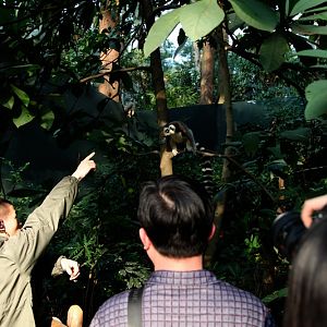 The keeper calling the lemur