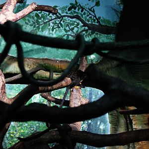 Red-handed tamarin exhibit