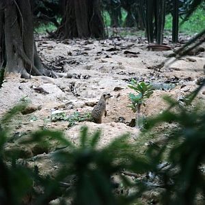 Meerkat exhibit