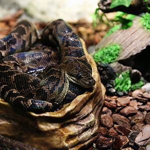 Cuban boa