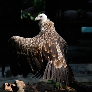 Himalayan griffon