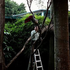 Retrieving the koala