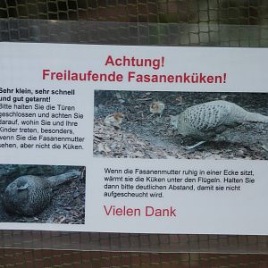 Birth and warning-sign Grey peacock pheasant