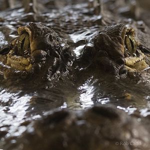 American alligator : Crocodiles of the World : 14 Nov 2014