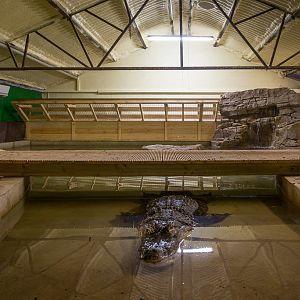 American alligator (exhibit) : Crocodiles of the World : 14 Nov 2014