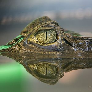 Spectacled caiman : Crocodiles of the World : 14 Nov 2014