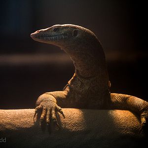 Mertens water monitor : Crocodiles of the World : 14 Nov 2014