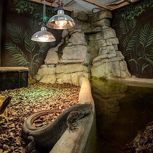 Mertens water monitor (exhibit) : Crocodiles of the World : 14 Nov 2014