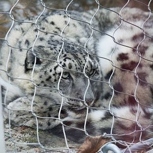 Snow Leopard