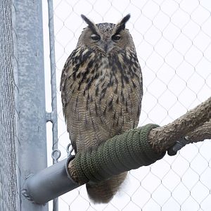 Eurasian Eagle Owl
