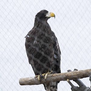 Steller's Sea Eagle