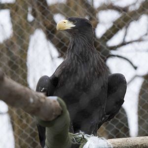 Steller's Sea Eagle