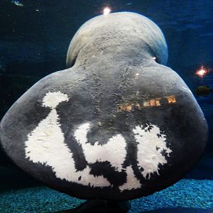 Nov. 2014 - Manatee Springs - Betsy