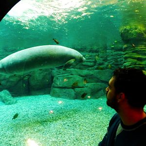 Nov. 2014 - Manatee Springs - Viewing Betsy (Through a Bubble Window)