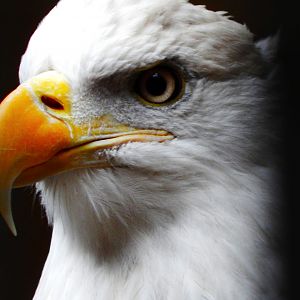 Nov. 2014 - Wings of Wonder - Sam the Bald Eagle