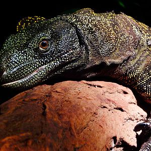 Nov. 2014 - Dragons! - Crocodile Monitor