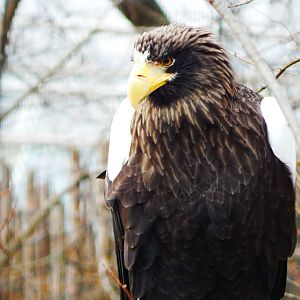 Nov. 2014 - Eagle Eyrie - Steller's Sea Eagle