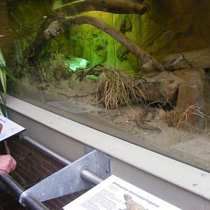 2014-11-22 Artis Eumeces schneideri and Uromastyx sp. terrarium