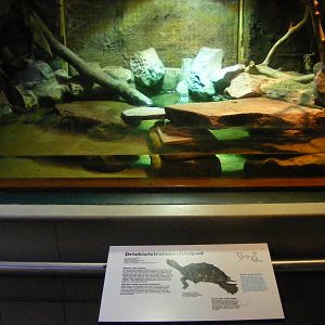 2014-11-22 Artis Geoclemys hamiltonii