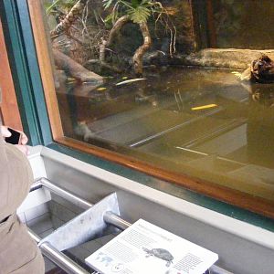 2014-11-22 Artis Batagur borneoensis