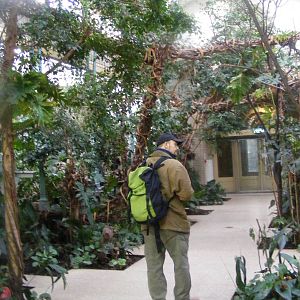 2014-11-22 Artis Tropical rainforest in the birdhouse