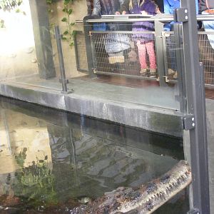 2014-11-22 Artis Tomistoma schlegelii male