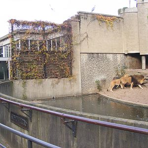 2014-11-22 Artis Lion's enclosure: moat detail