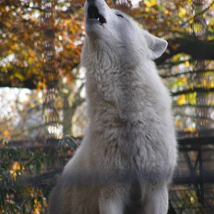 2014-11-22 Artis howling arctic wolf
