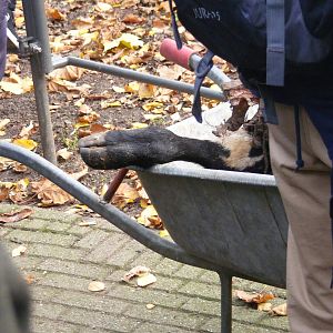 2014-11-22 Artis remains of african wilddog's meal