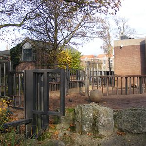 2014-11-22 Artis elephant outdoors, view to former bull part