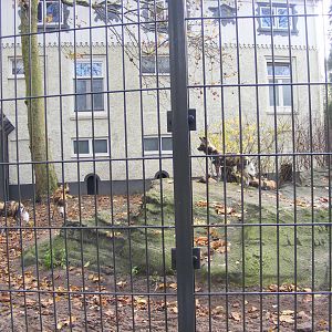 2014-11-22 Artis one part of the african wilddog exhibit