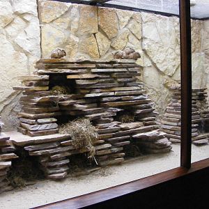 2014-11-22 Artis Gundi enclosure