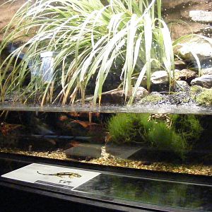 2014-11-22 ArtisTank for Salamandra salamandra and Pelophylax esculentus