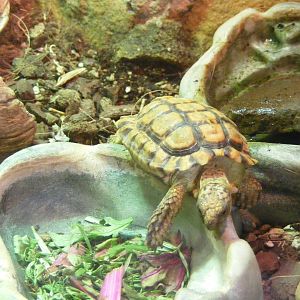 2014-11-22 Artis Homopus areolatus