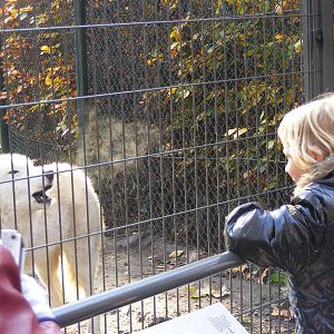 2014-11-22 Artis Arctic wolf howling close to the fence