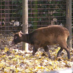 2014-11-22 Artis Bubalus depressicornis calf