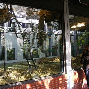 2014-11-22 Artis Chimpanzee indoors