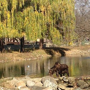 11/1/2014 - Autumn Moose