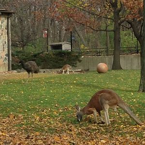 11/1/2014 - Red Kangaroos and Emu